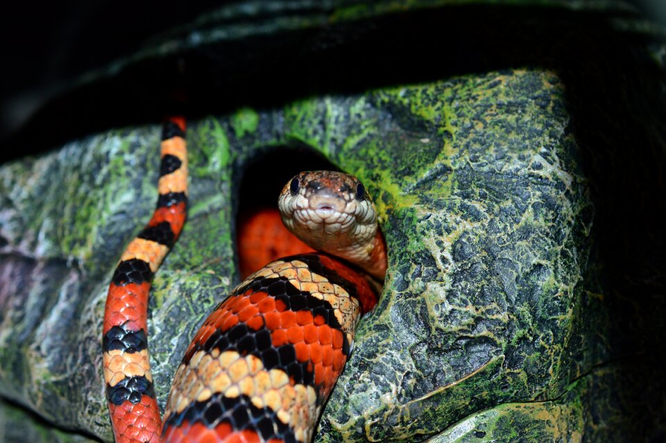 Constrictor hunger texture