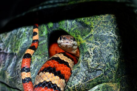 Constrictor hunger texture