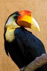 Wrinkled Hornbill, Marwell Zoo