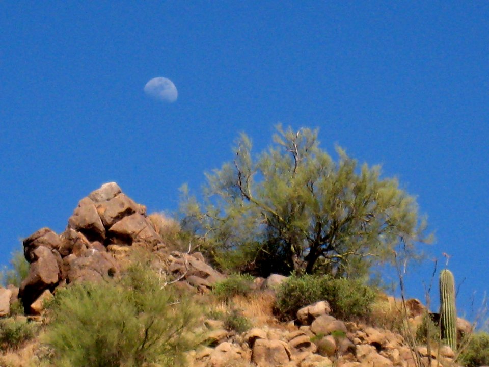 Moon over Palo Verde