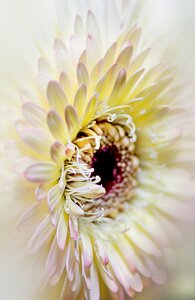 Close up macro nature