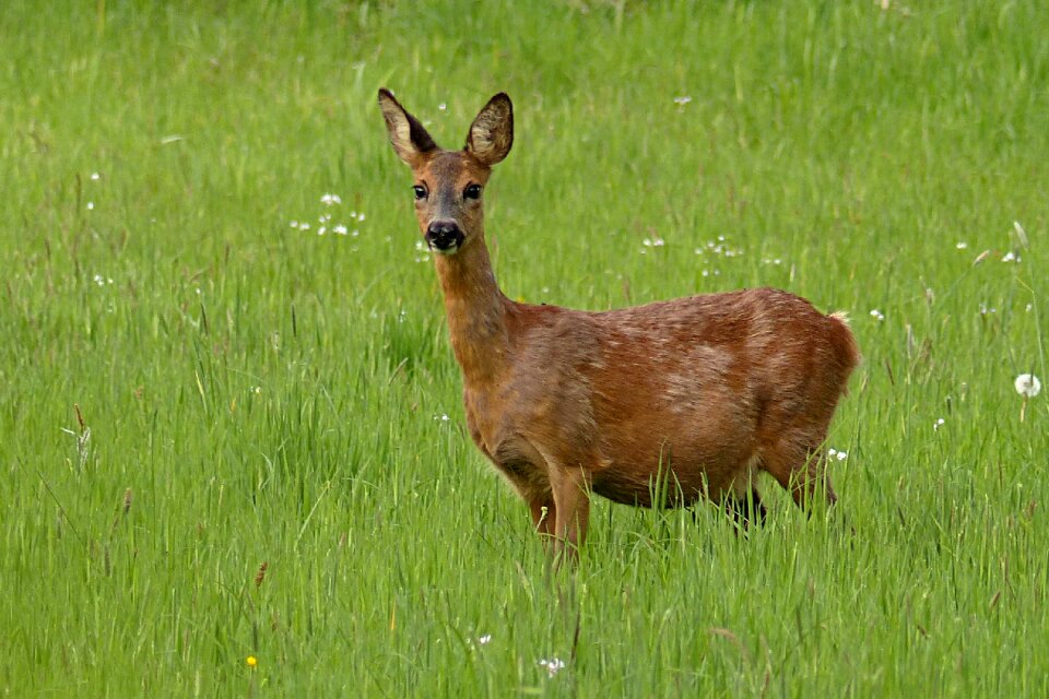Roe deer foraging wilderness