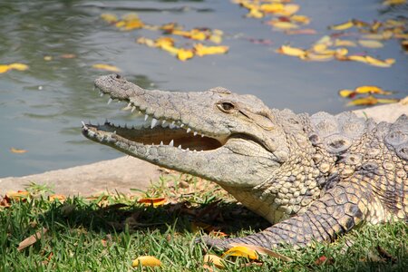 Danger croc water