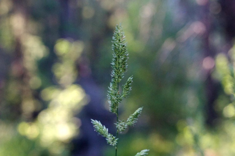 The Grass is Tall