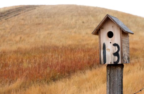 Lucky As in Birdhouses