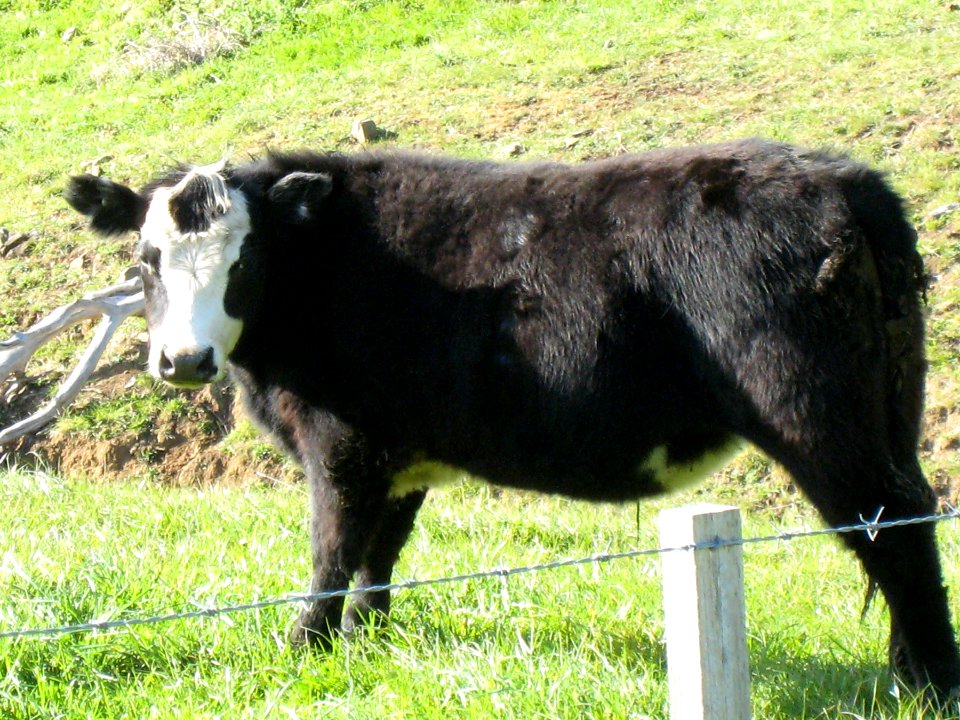 Tassie Native
