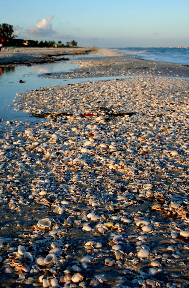 Shells to the Horizon.. and Beyond photo