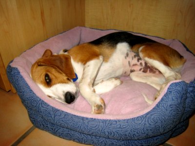 Too.. Sleepy...