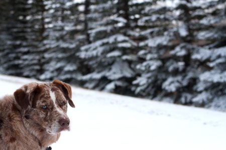 Felix of the Yukon