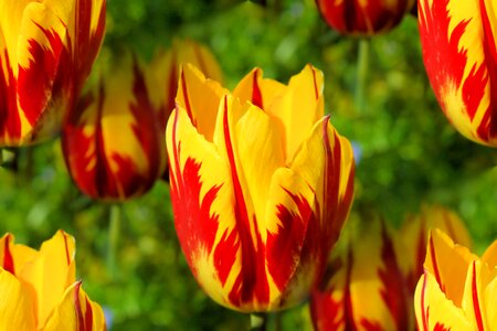 Colorful spring early bloomer