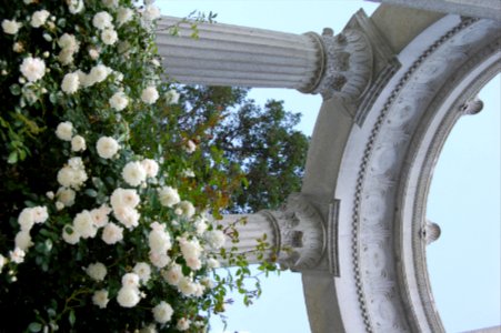The Roses of Mount Auburn