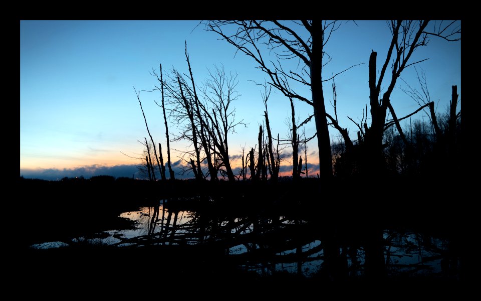 Sunset in the marsh photo