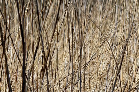 Moor rush nature