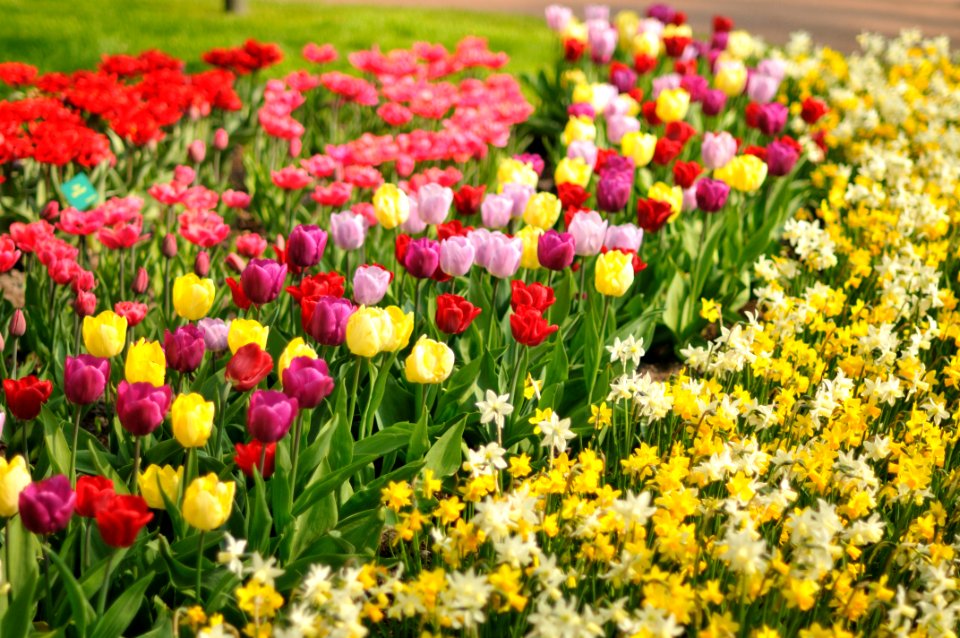 Keukenhof Holland Creative Commons by gnuckx