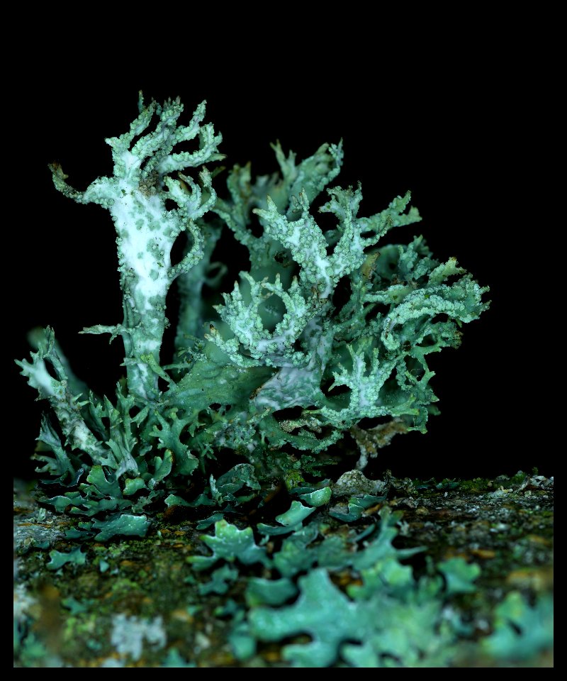 Lichen II photo