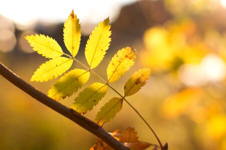 Sunny autumn leaves yellow