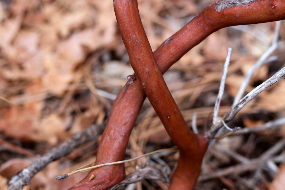 Manzanita Crossing