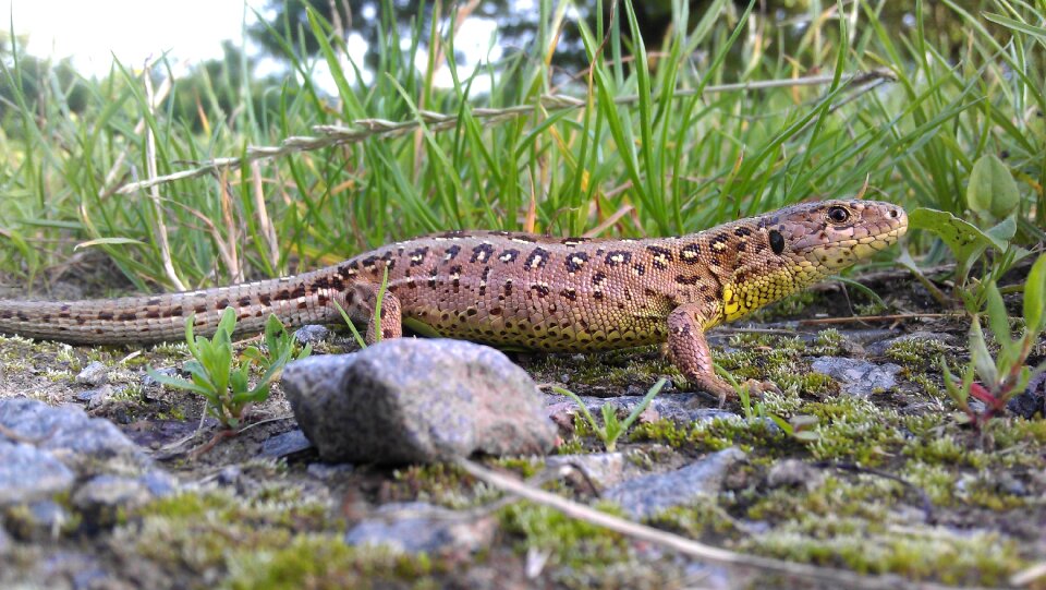 Female animal nature