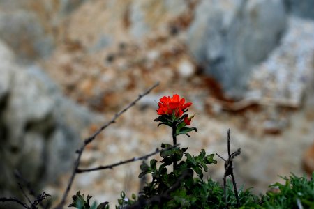One Red Flower