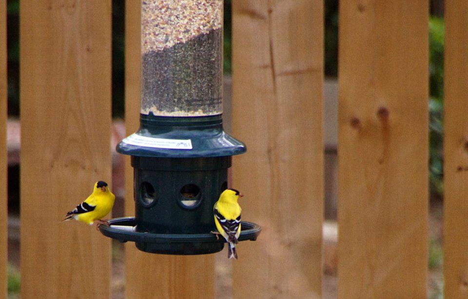 Finch Gossip photo