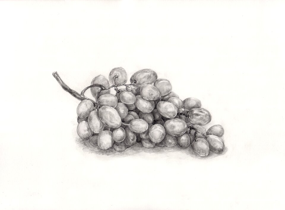 Grape painting drawing