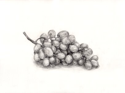 Grape painting drawing