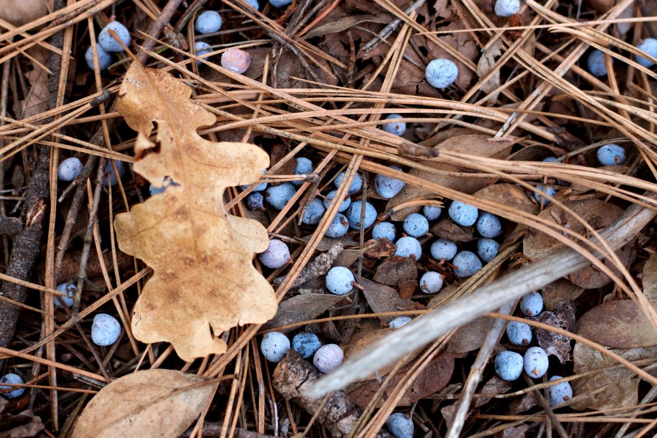 Juniper Berry Hail