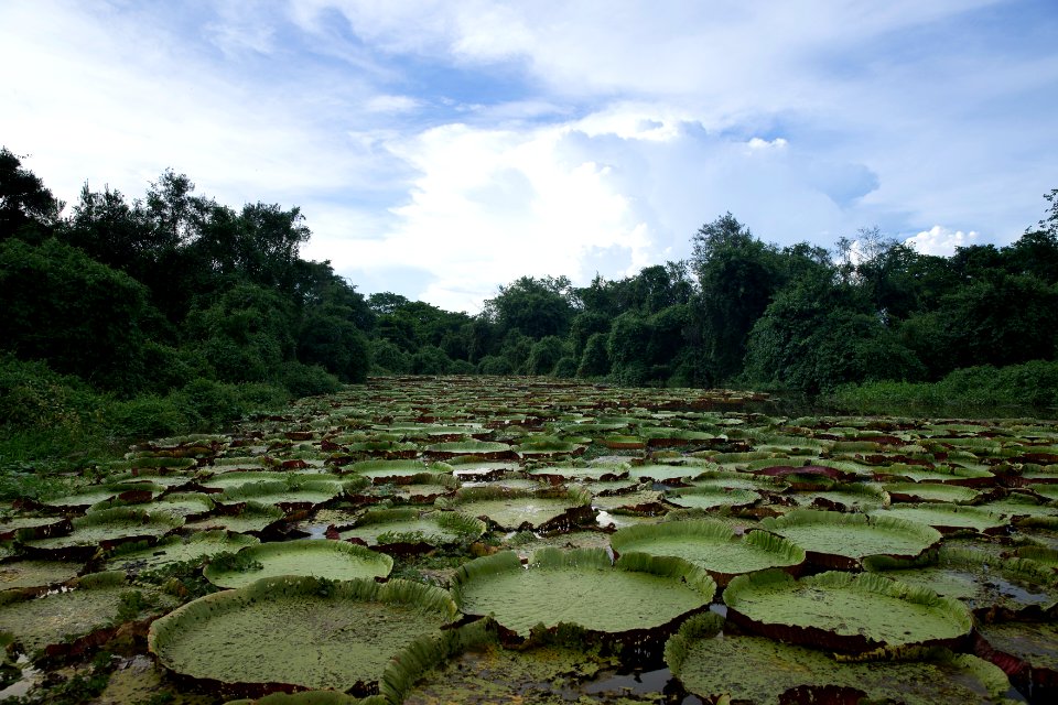 Flavio Andre Vitoria-Regia Rio Paraguai Caceres MT