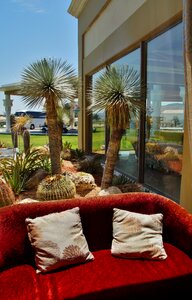 Sofa palm cactus photo