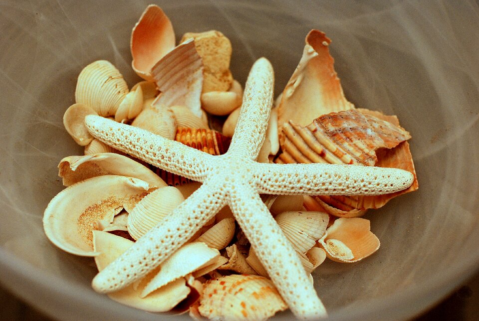 Starfish ocean nature
