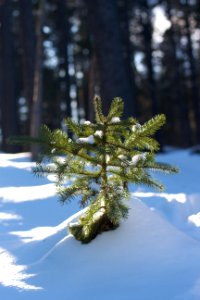 The Little Tree That Could