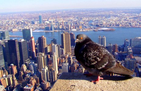 From The Empire State Building