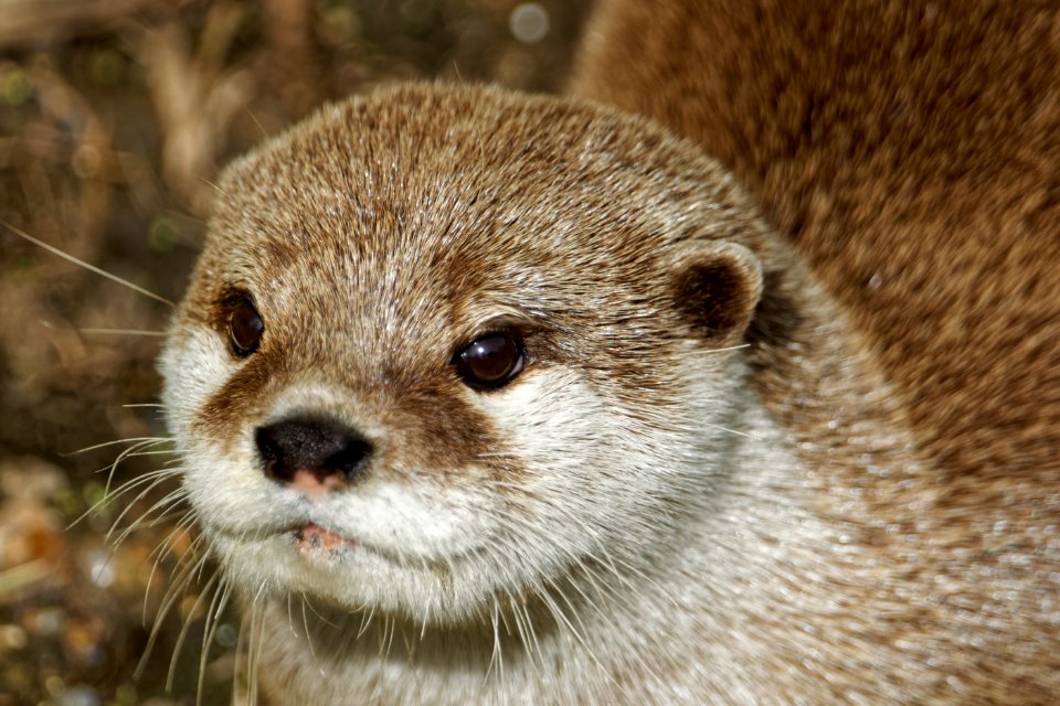 Oriental Small-clawed Otter, Marwell Zoo