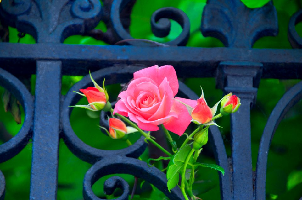 A Rose from Venice to my eternal beloved Elsbeth Dyckhoff