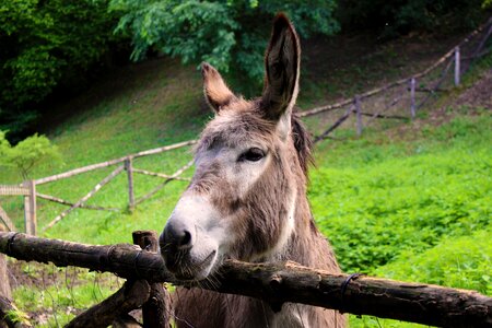 Animals park nature