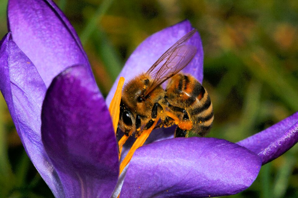Spring purple close up
