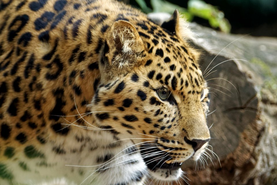 Amur Leopard, Marwell Zoo