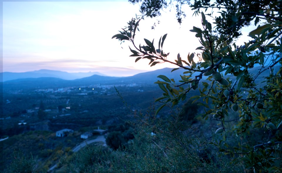 Almond Tree photo