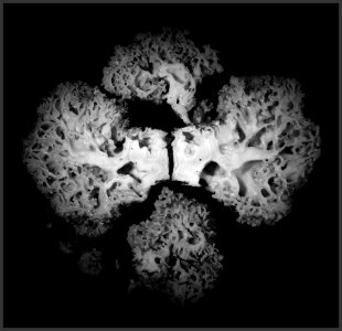 Cauliflower Fungus II photo