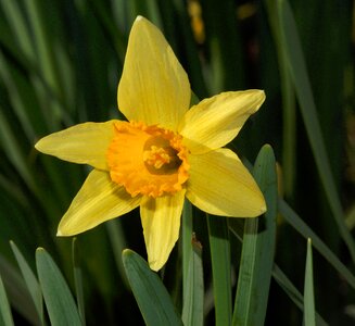Narcissus daffodil close up photo