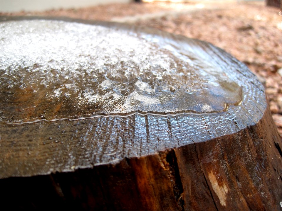 Miniature Glacier on Stump