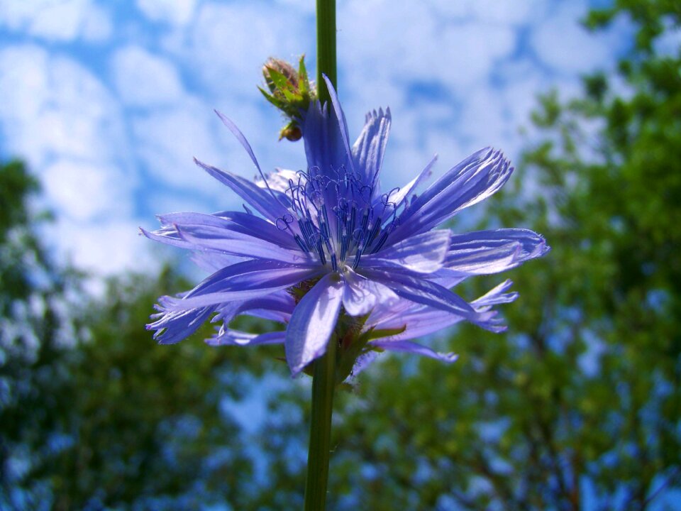 Intybus chicory stalk light blue wildflower meadow flower