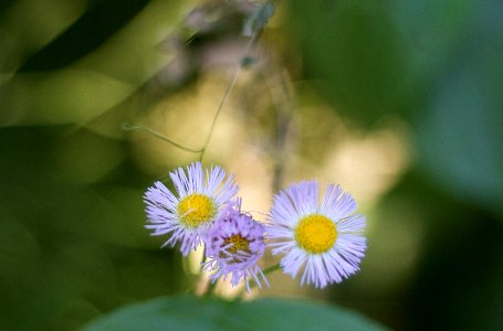 Aster Face