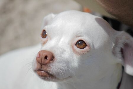 Chihuahua adorable canine photo