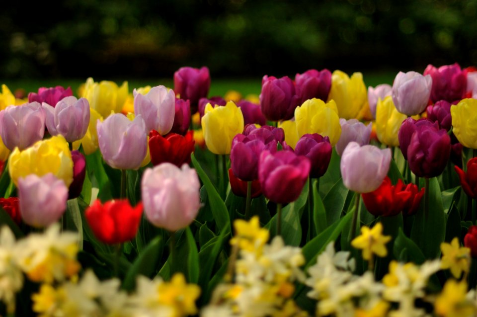 Keukenhof Holland Creative Commons by gnuckx