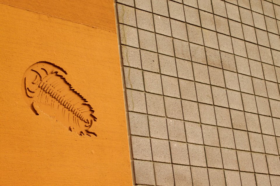 Trilobites in Phoenix