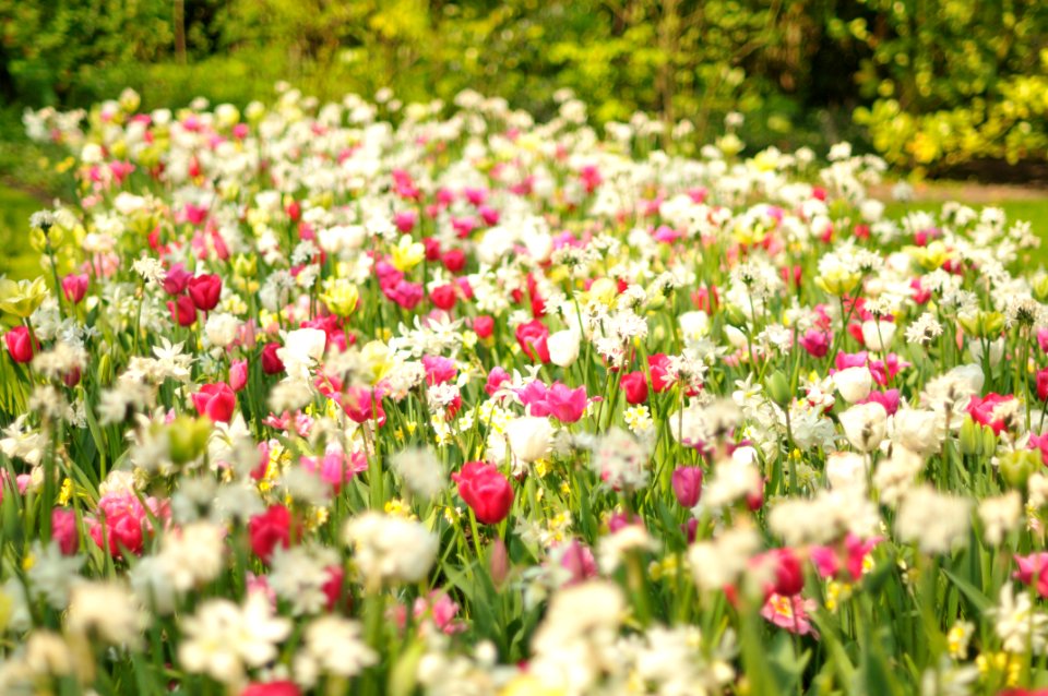 Keukenhof Holland Creative Commons by gnuckx