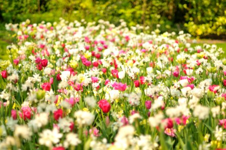 Keukenhof Holland Creative Commons by gnuckx