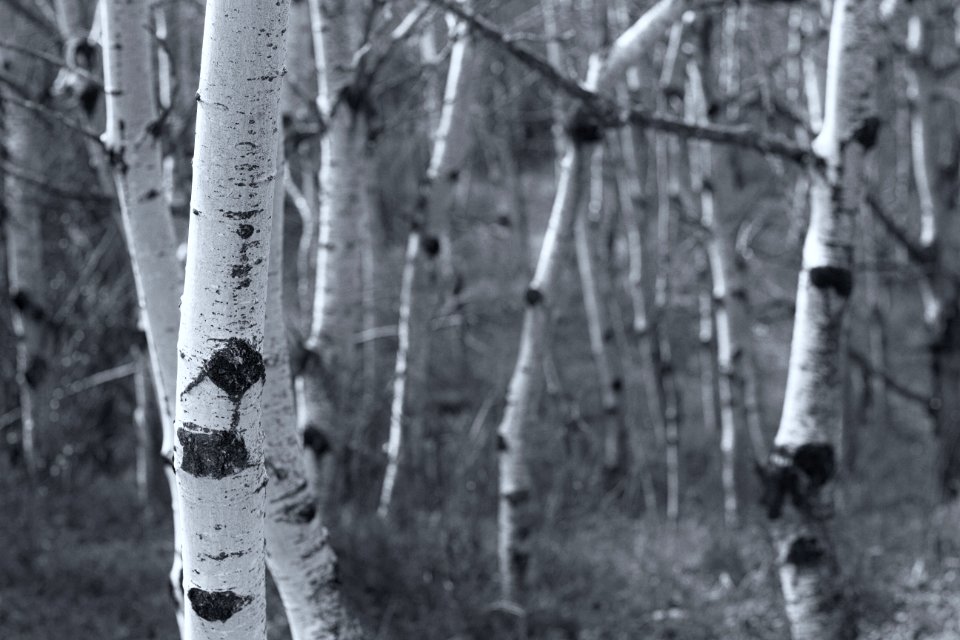 Into the Aspen Forest