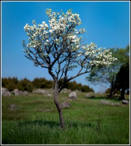 Blackthorn Tree photo